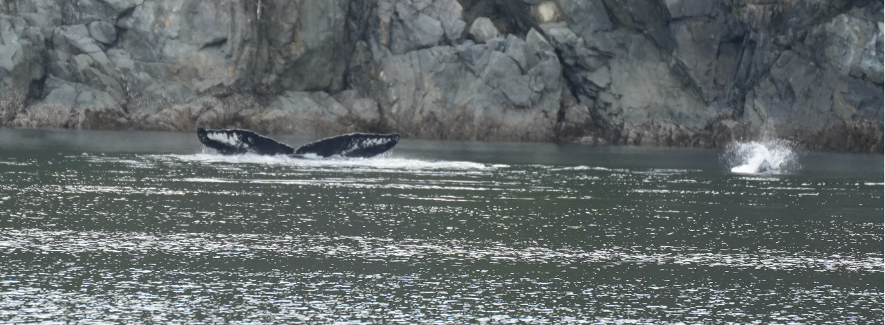Solo humpback whale fluke.