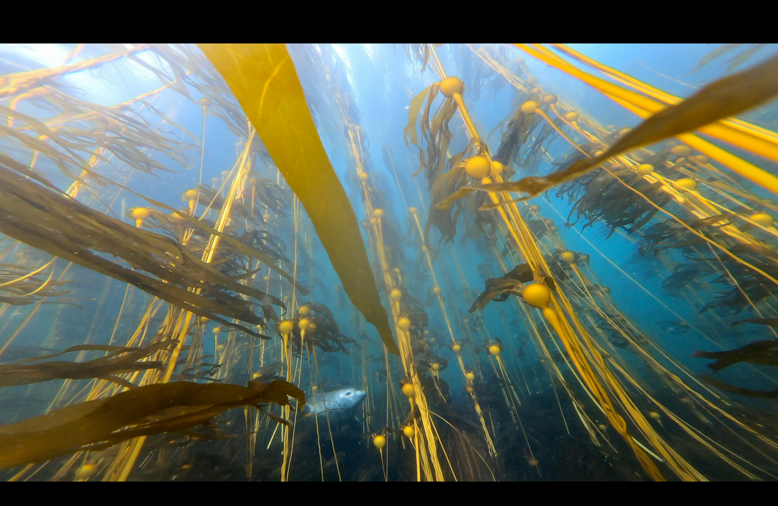 Seals in a bullwhip kelp forest.