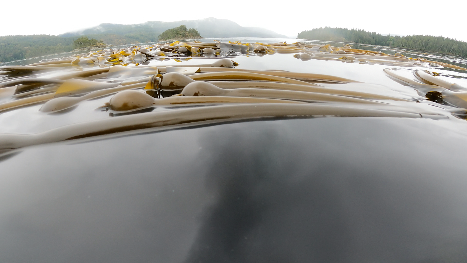 Bullwhip kelp