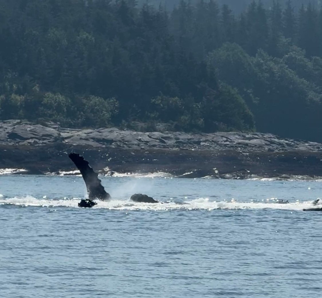 whales