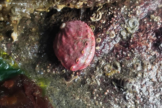 Pinto Abalone