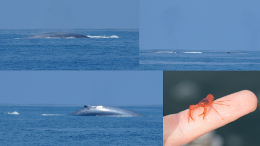 Whales and tuna crab Humboldt