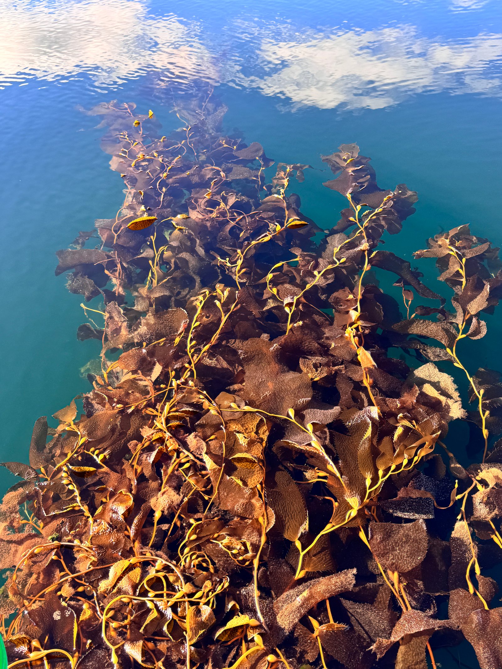 Kelp Research