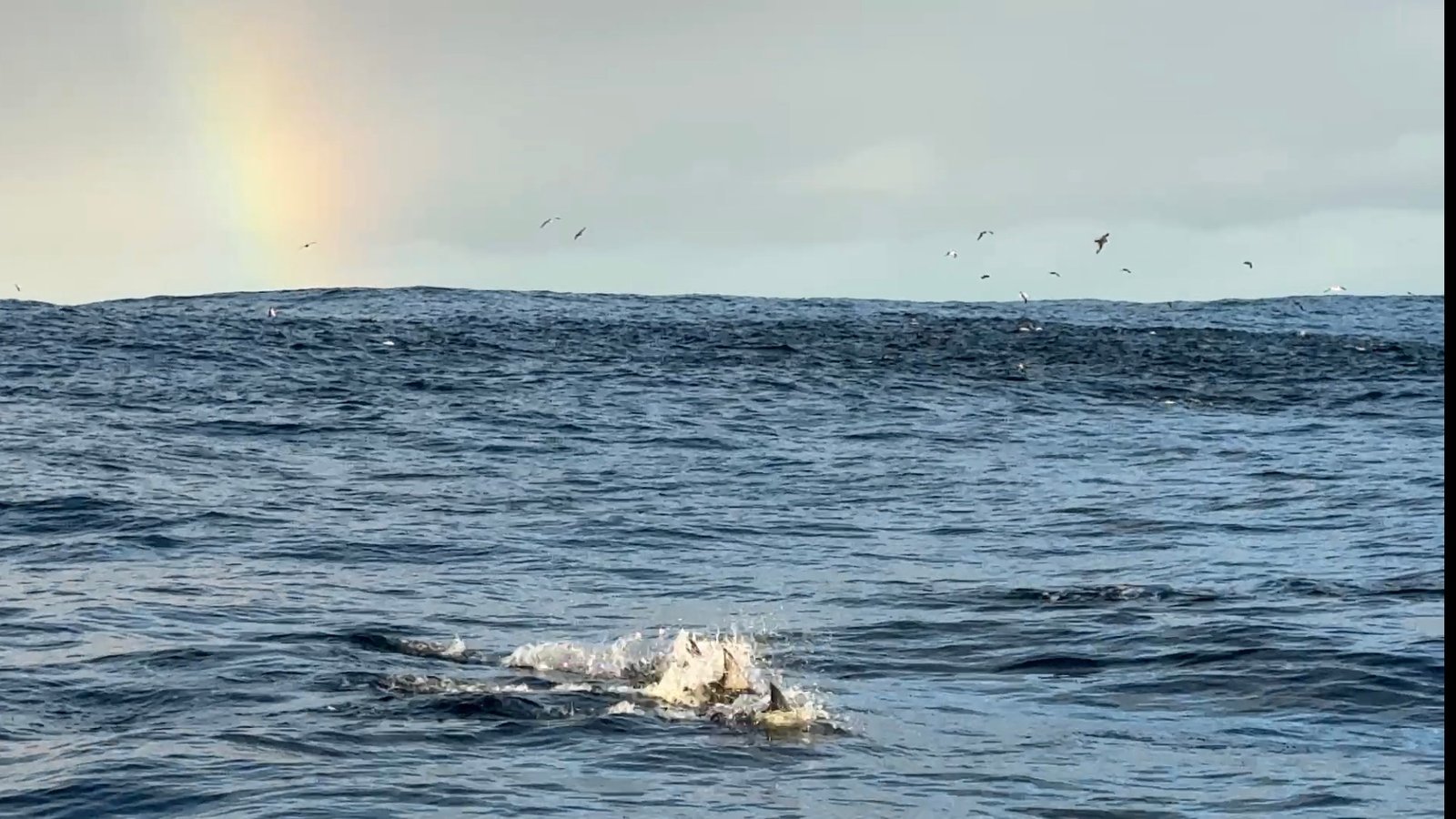 dolphins