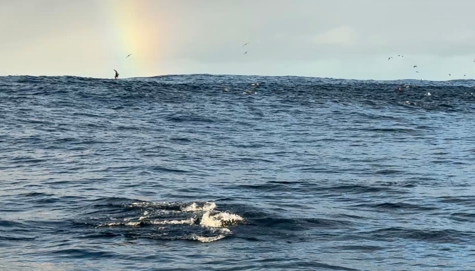Dolphins