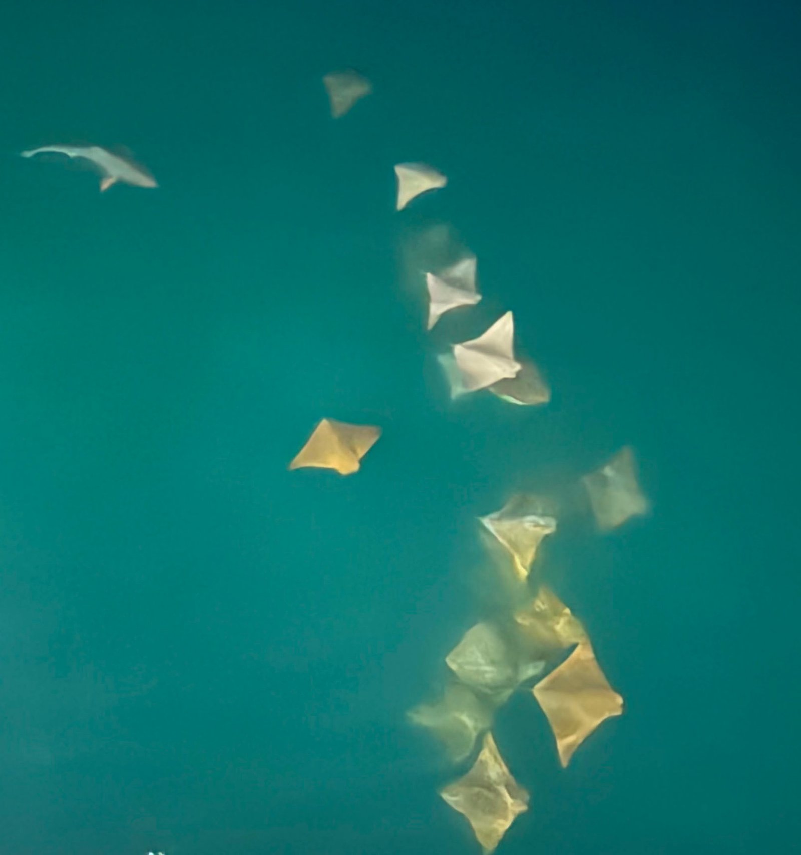 Galapagos