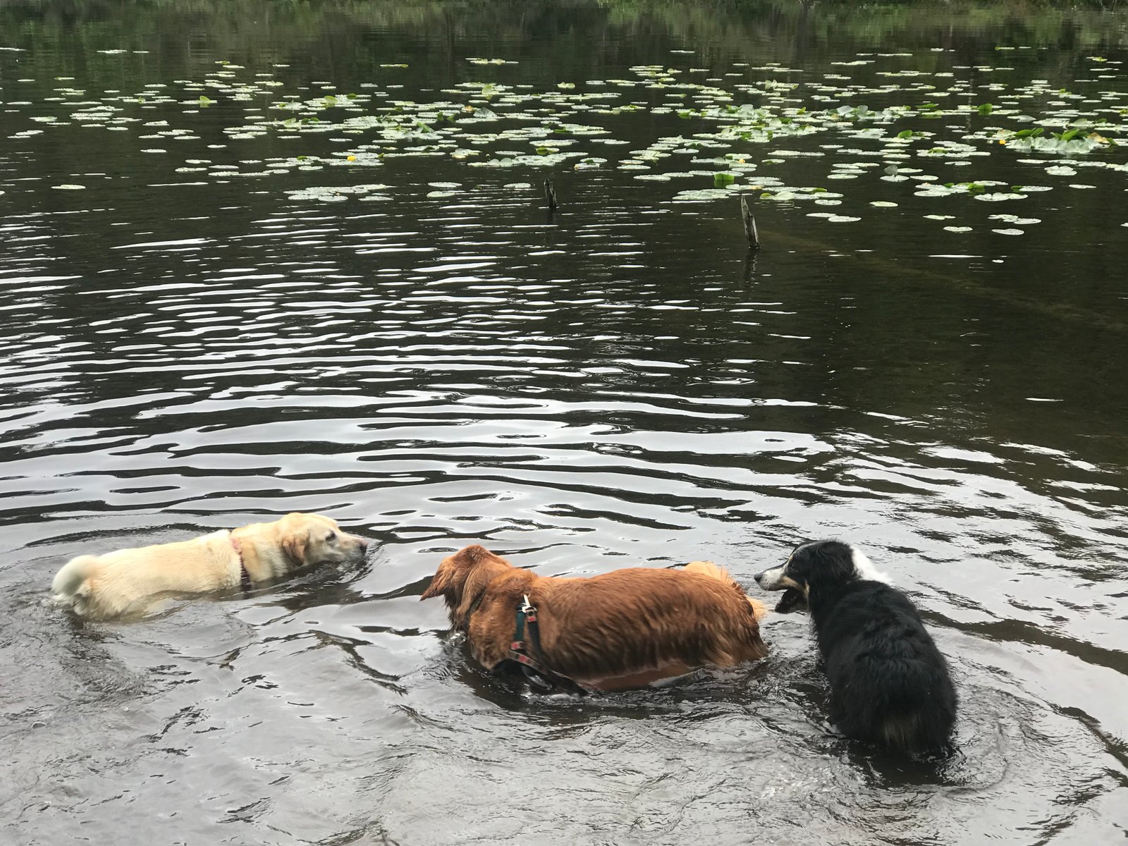 Dogs