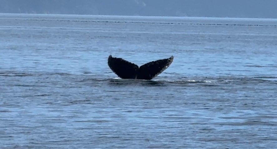 whales