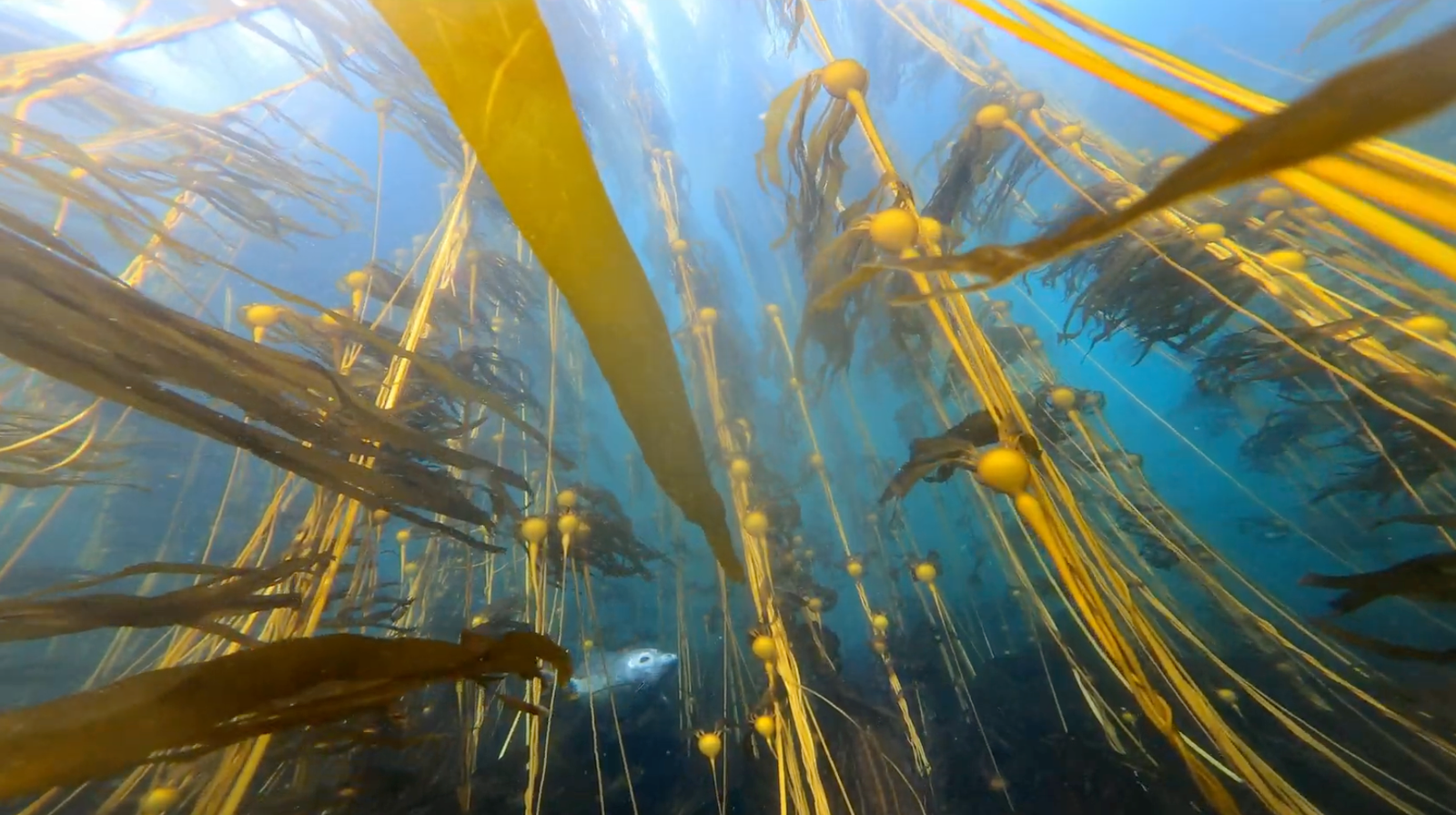 kelp