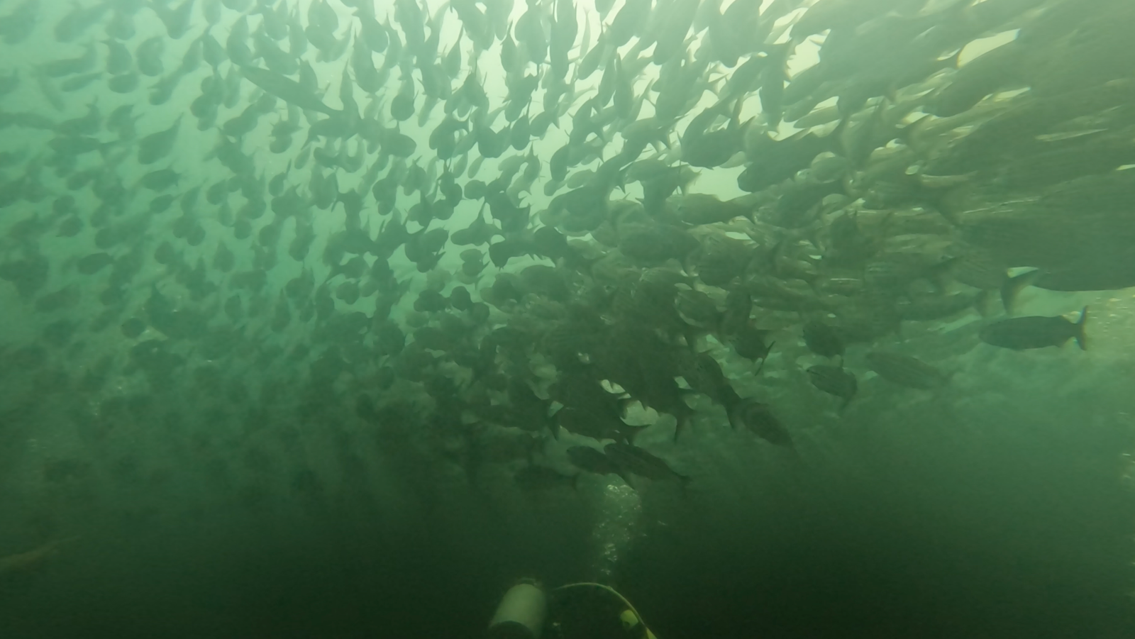 diving