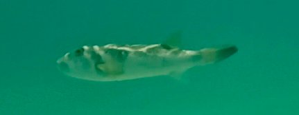 Dive