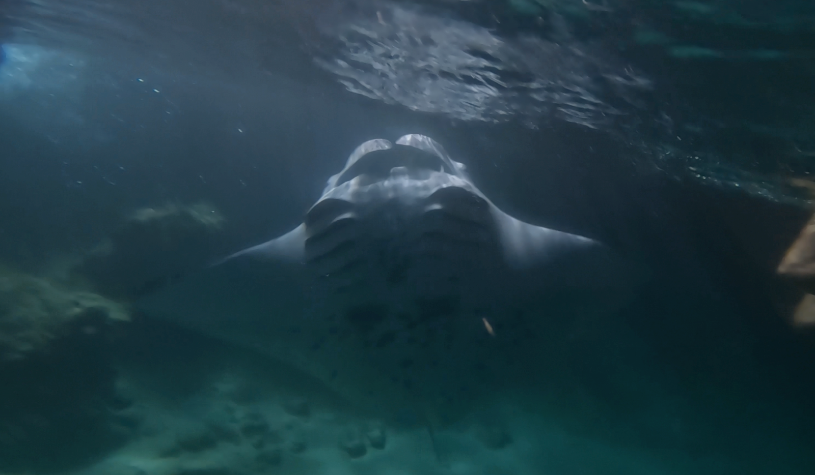 Manta