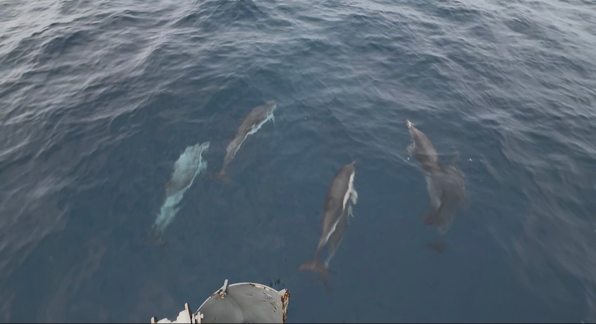 dolphins playing at bow