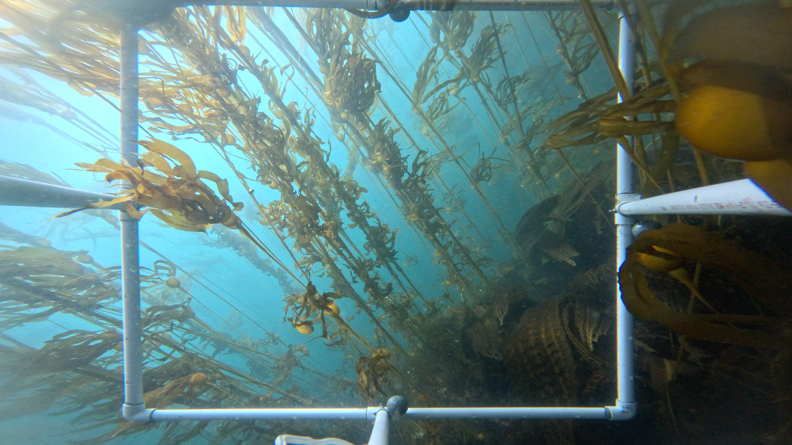 kelp