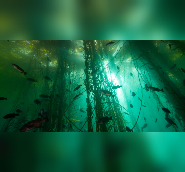 Bull kelp forest