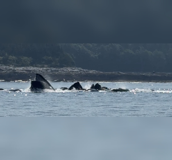 whales