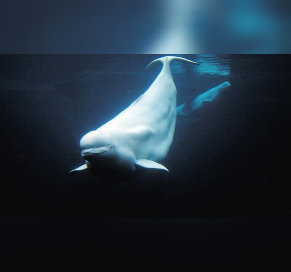 beluga