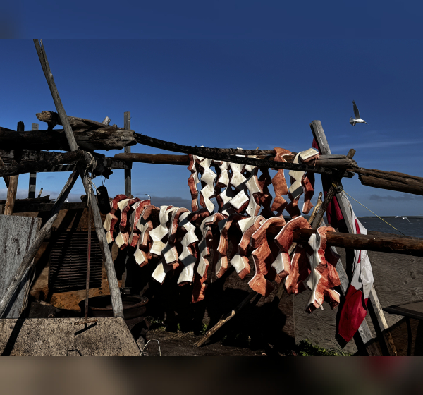 Beluga drying in Tuktoyaktuk