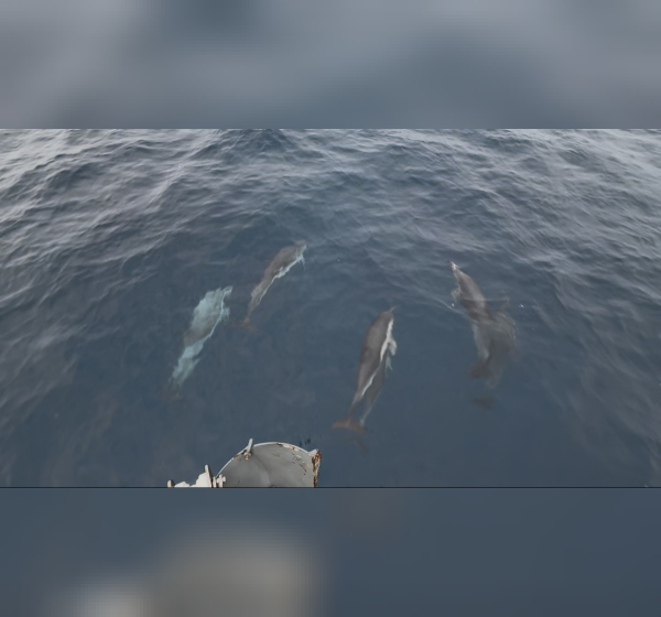 dolphins playing at bow