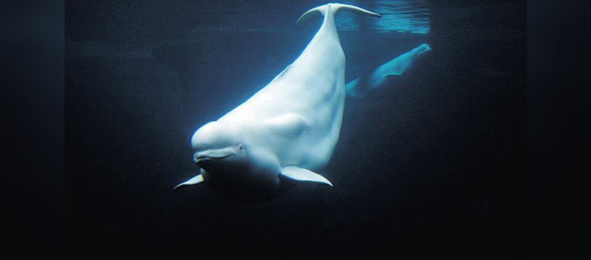 beluga