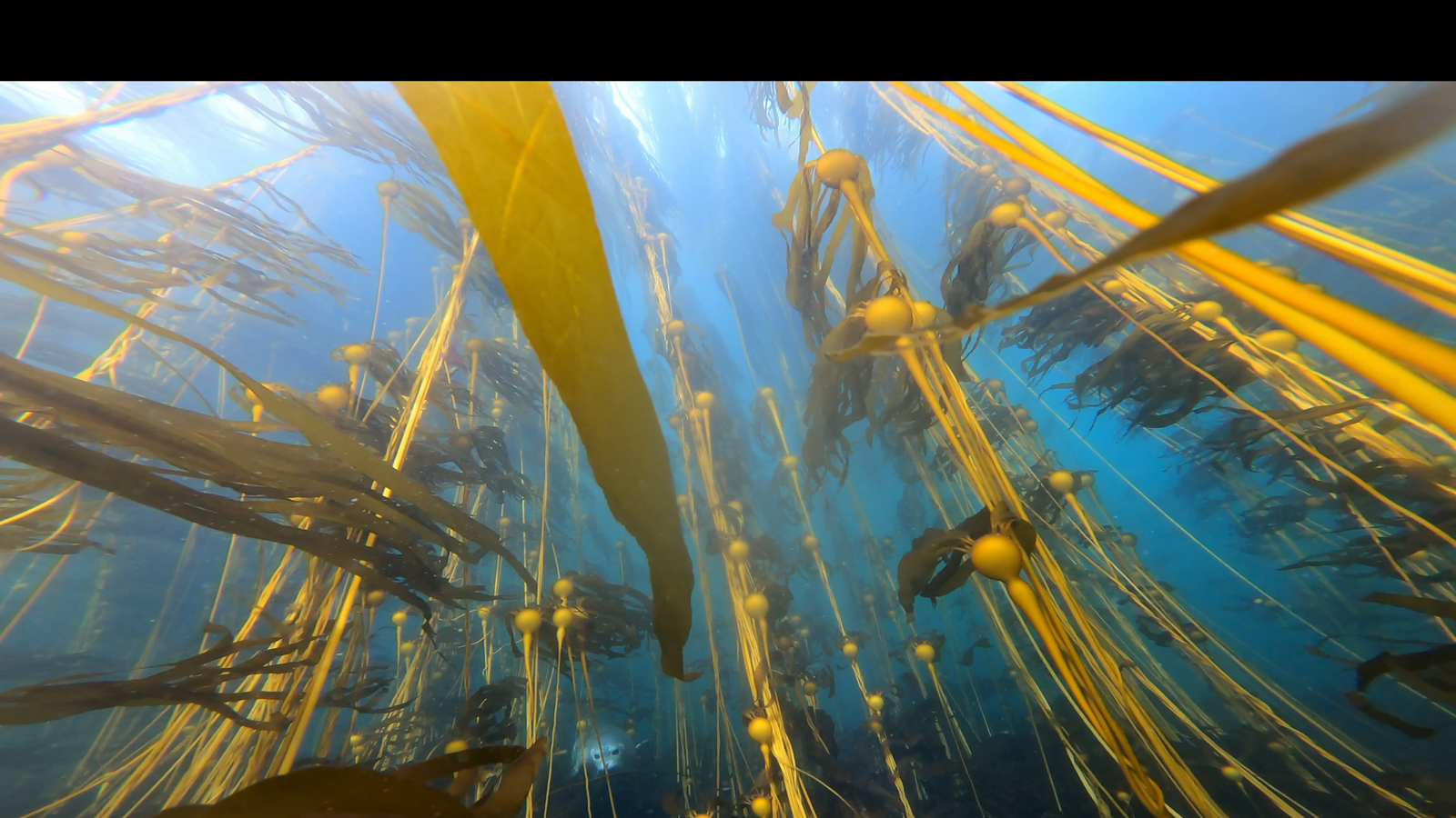 A bullwhip kelp forest off Pearse Island East—can you spot the seal?
