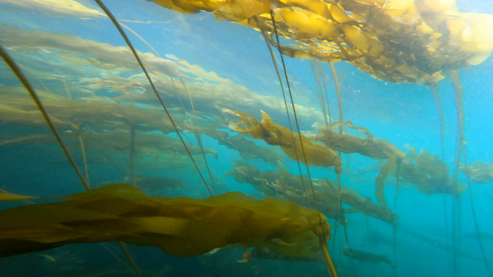 Underneath a bullwhip kelp forest.