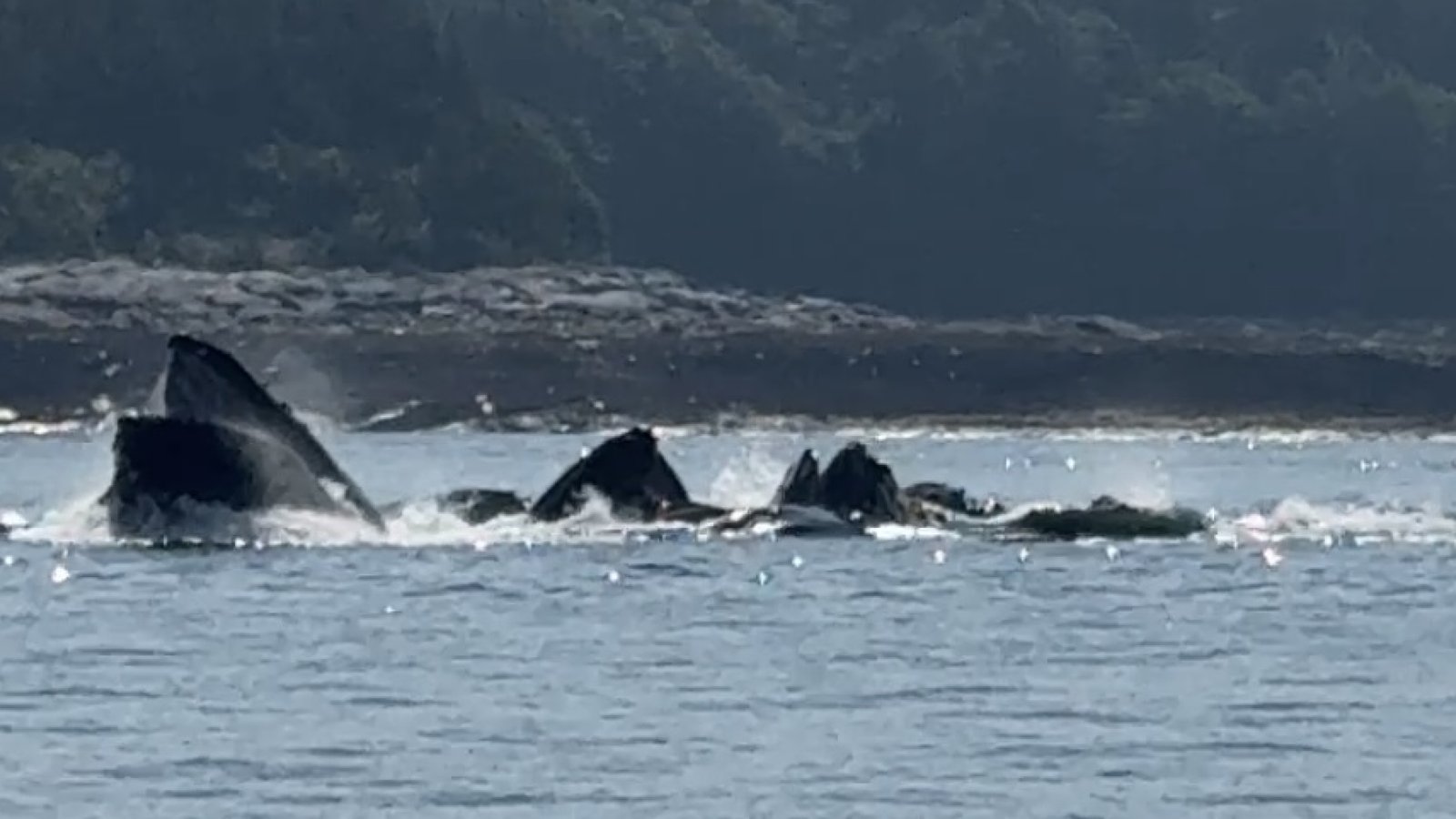 whales