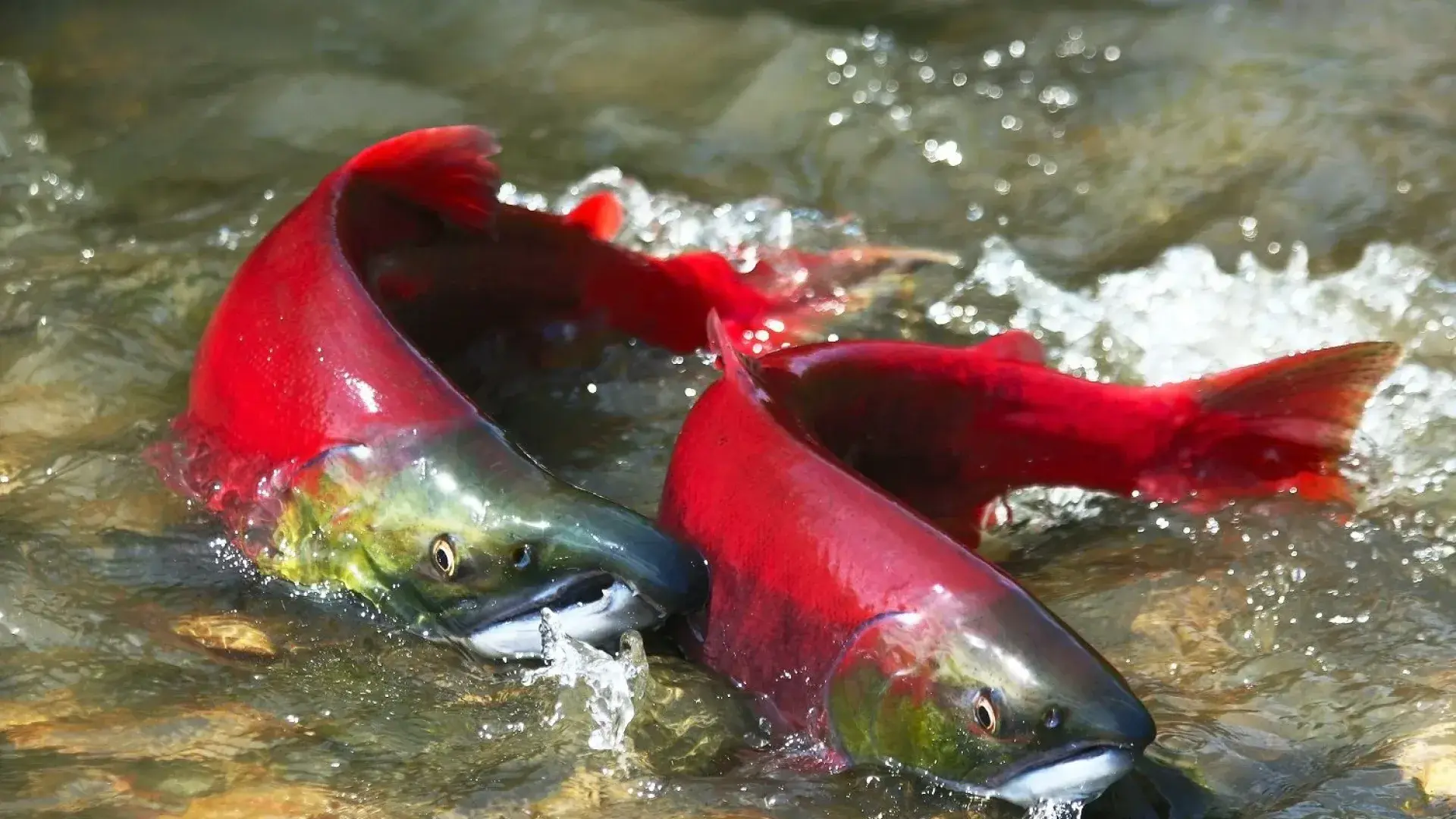 salmon