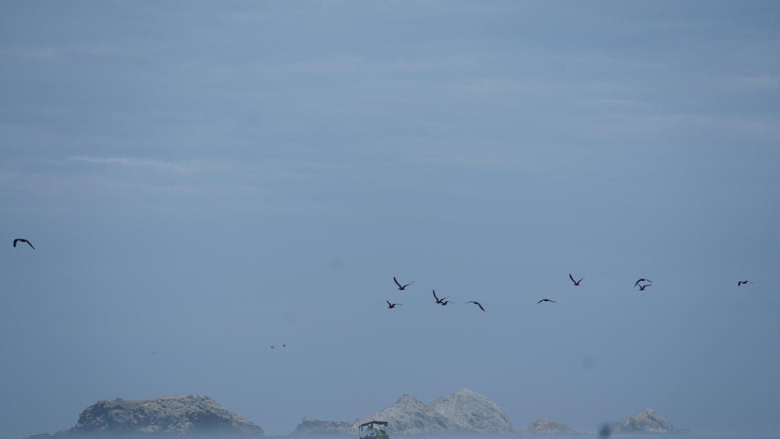 Birds and boat- Isla Lobos de Afuera