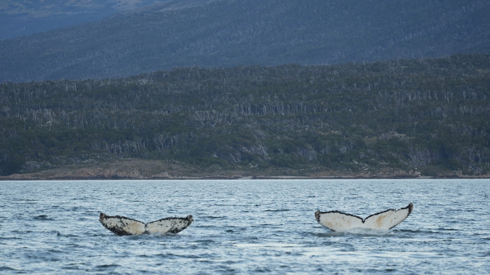 Double humpback whale fluke