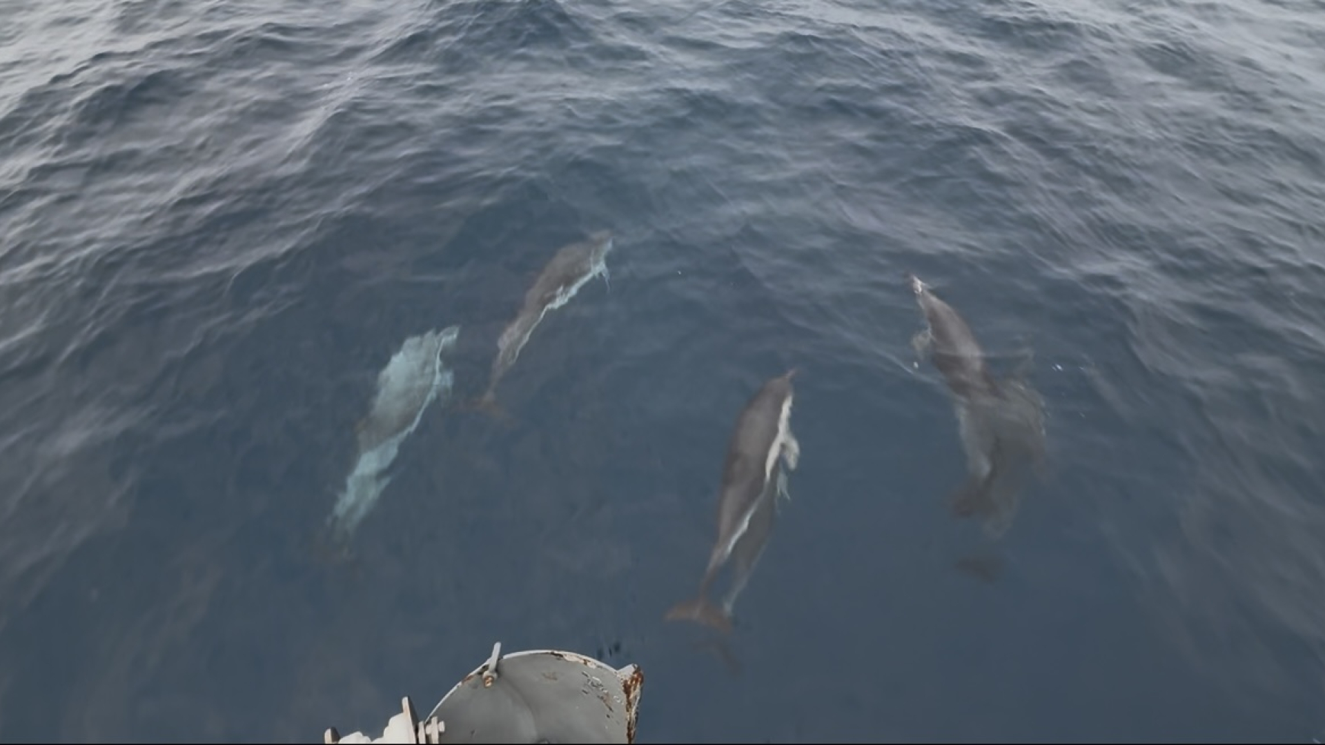 dolphins playing at bow
