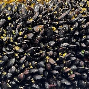 Mussels