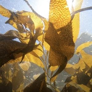 Kelp 2