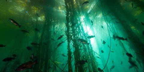 Bull kelp forest