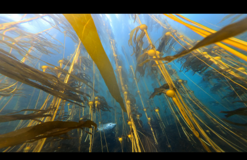 Seals in a bullwhip kelp forest.