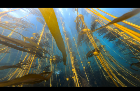 A bullwhip kelp forest off Pearse Island East—can you spot the seal?