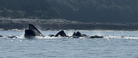 whales