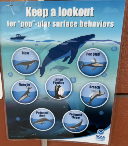 Whale behaviors
