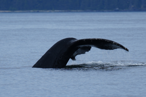Whale fluke 