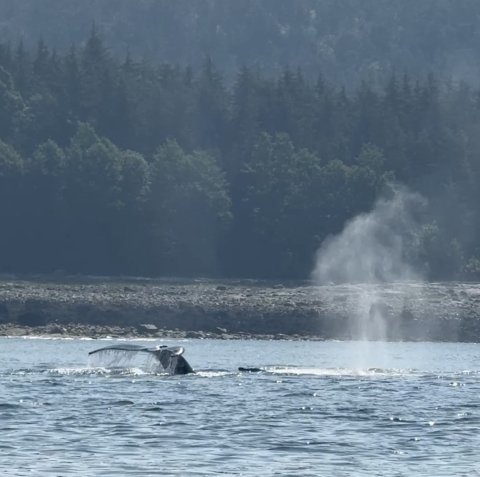 Humpbacks bubble-net feeding on our way to Elfin Cove