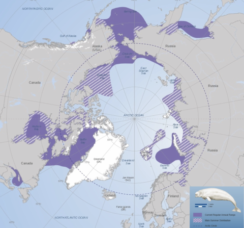 beluga map
