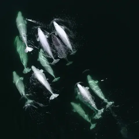 pod of belugas