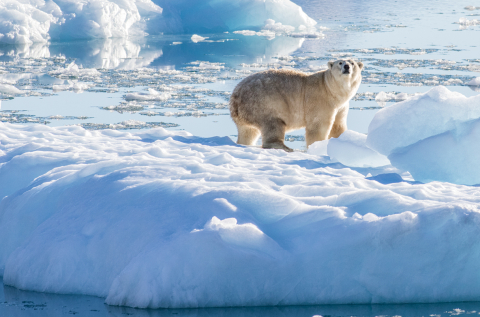 Polar bear