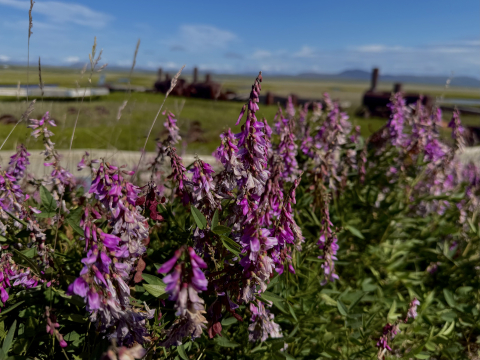 Fireweed lining the roads in Nome