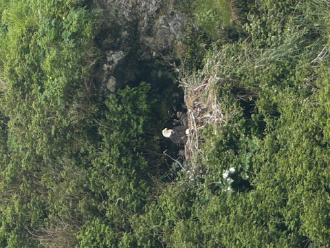 Bald eagles nesting on the mountainside in Dutch Harbour