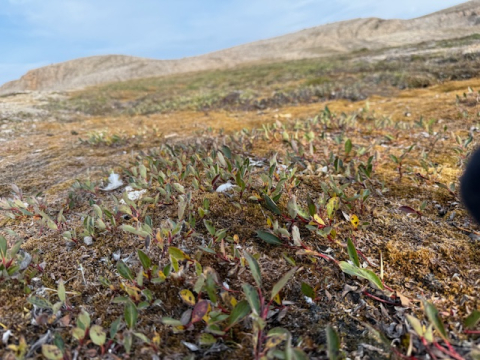 Shrubbery in the Arctic: Summer's Harbour