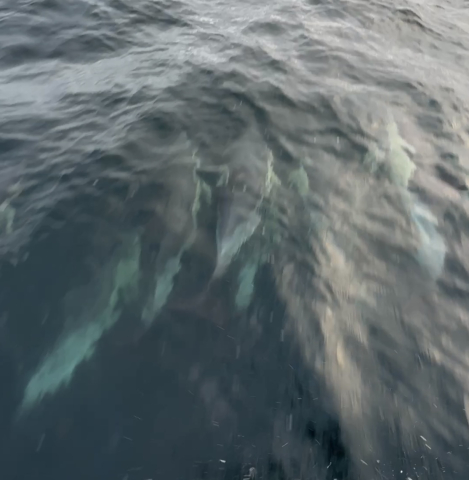 Dolphins