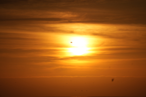 Birds at sunset