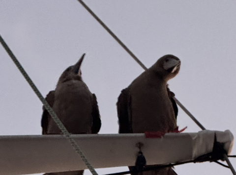 birds