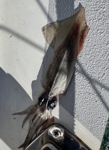 squid